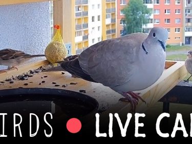 Dons bitcoin pour oiseaux en streaming live sur internet