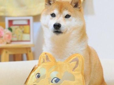 Kabosu, la chienne Shiba Inu qui représente le Dogecoin (DOGE), ne va pas très bien