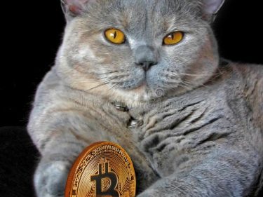 L'adoption d'un chaton de Thaïlande se termine par une arnaque crypto de 764 000 dollars en Bitcoin (BTC)