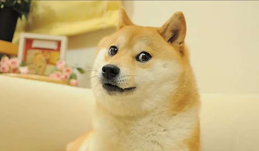 Kabosu, la chienne Shiba Inu qui illustre le célèbre Dogecoin (DOGE), est morte (