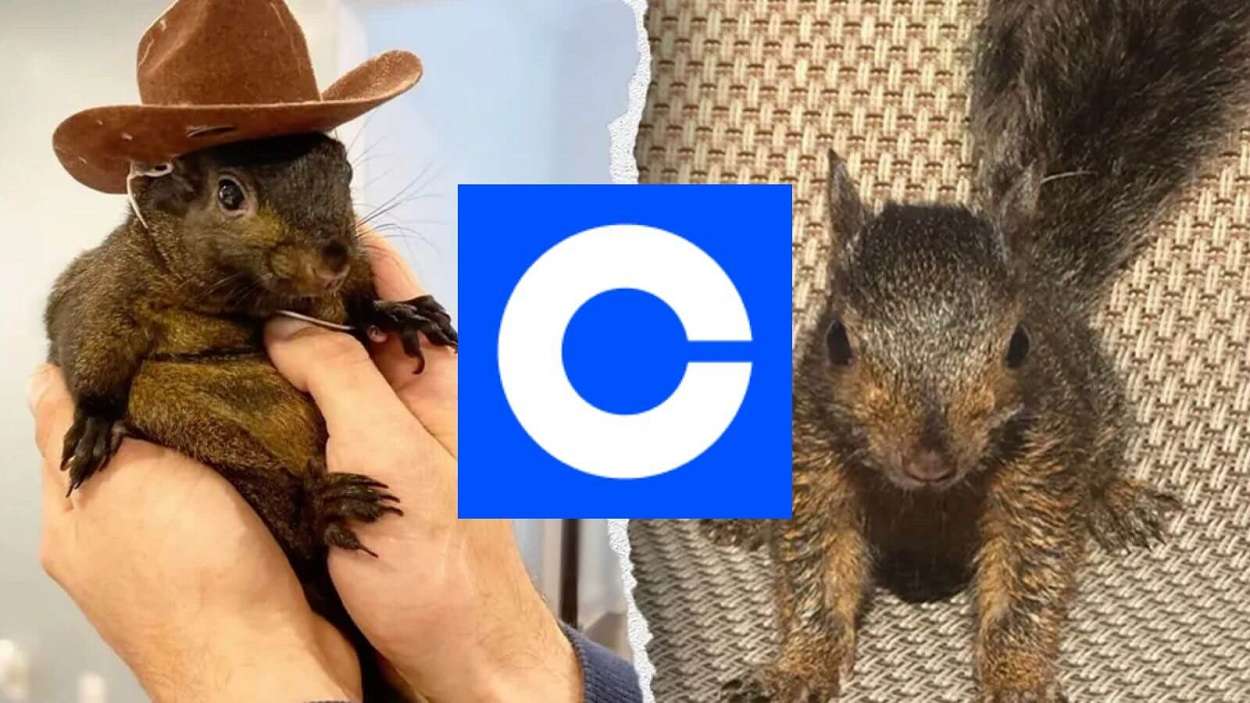 Après Binance, l'échange crypto Coinbase a lui aussi listé le memecoin Peanut the Squirrel (PNUT)